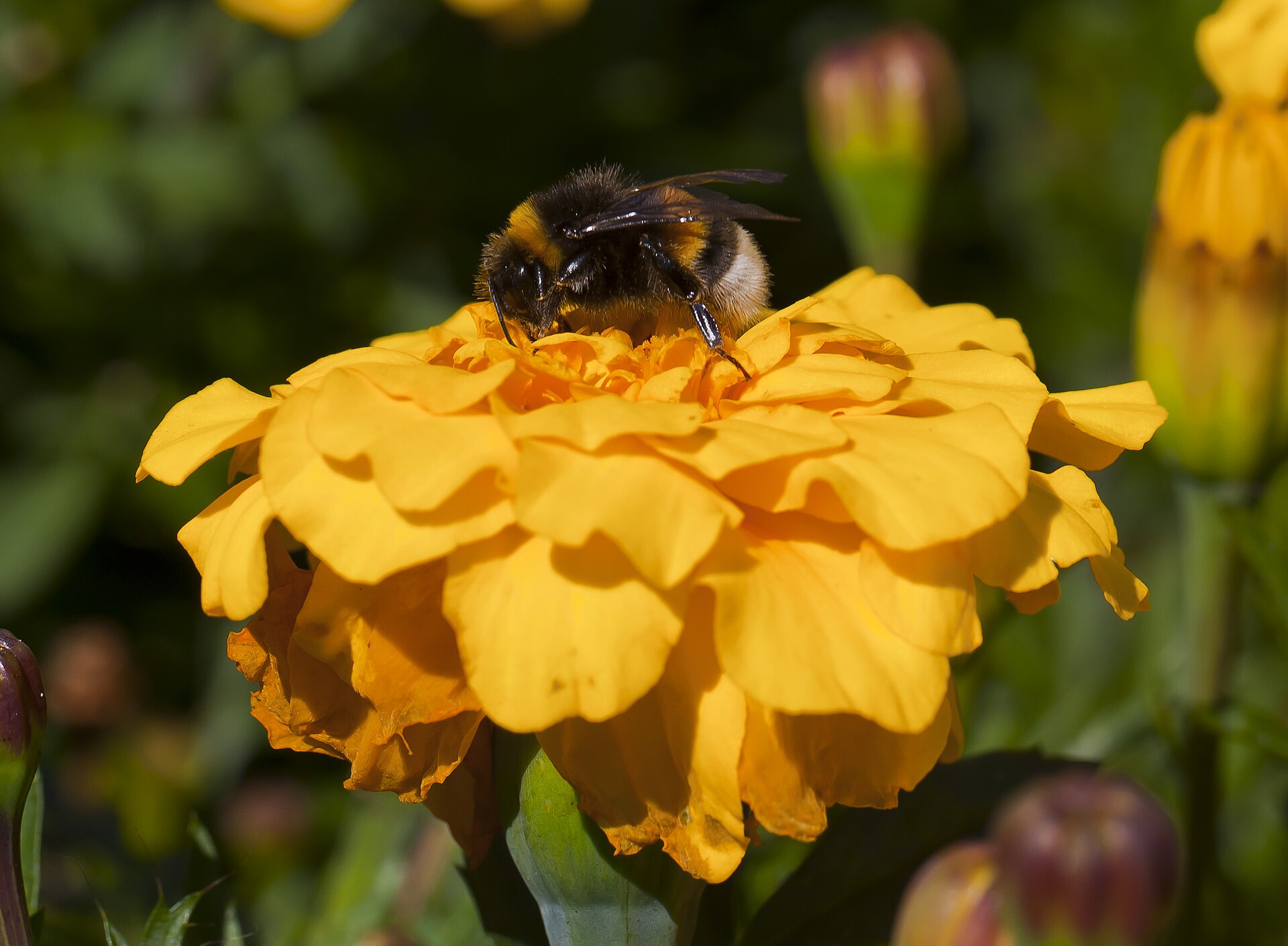 Aardhommel in de omgeving van de foto (Bombus terrestris).