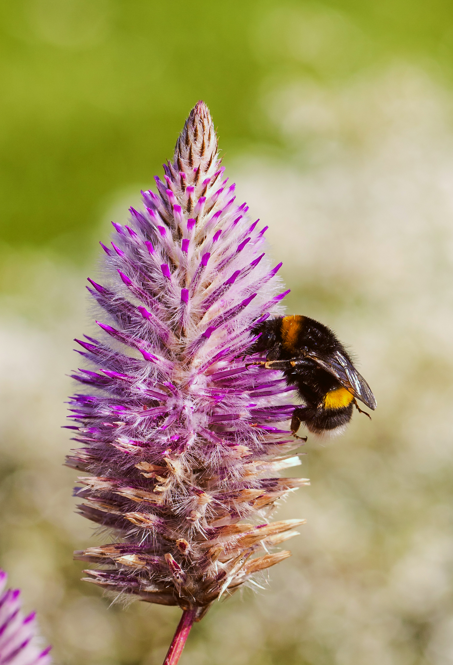 Aardhommel (Bombus terrestris).
