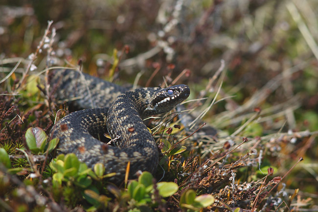 Adder (Vipera berus).