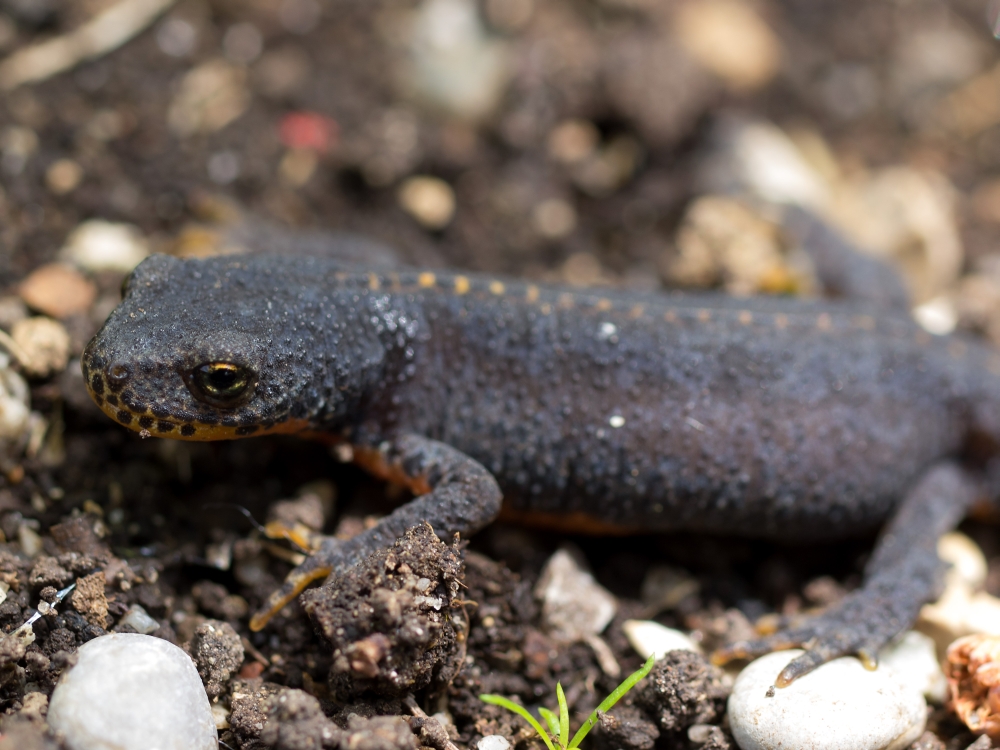 Alpenwatersalamander in de omgeving van de foto (Ichthyosaura alpestris).