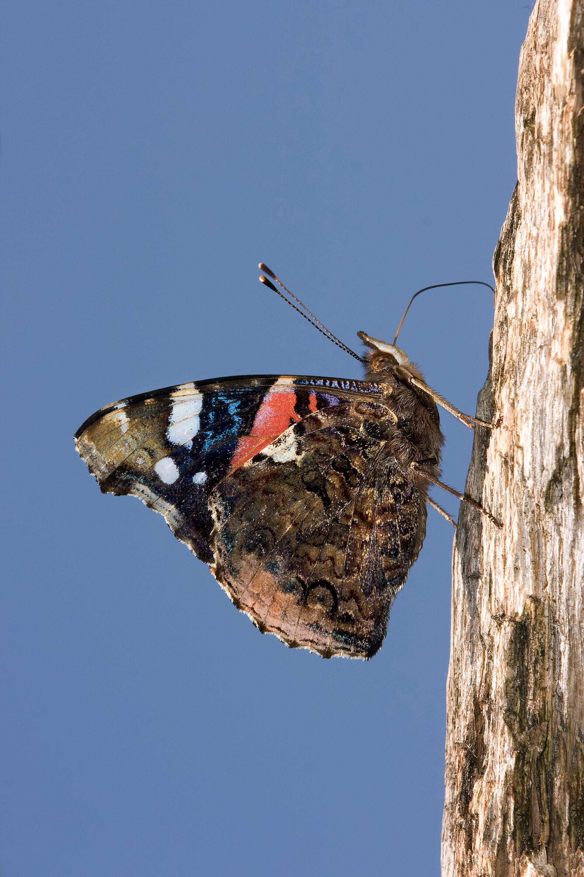 Atalanta in de omgeving van de foto (Vanessa atalanta).