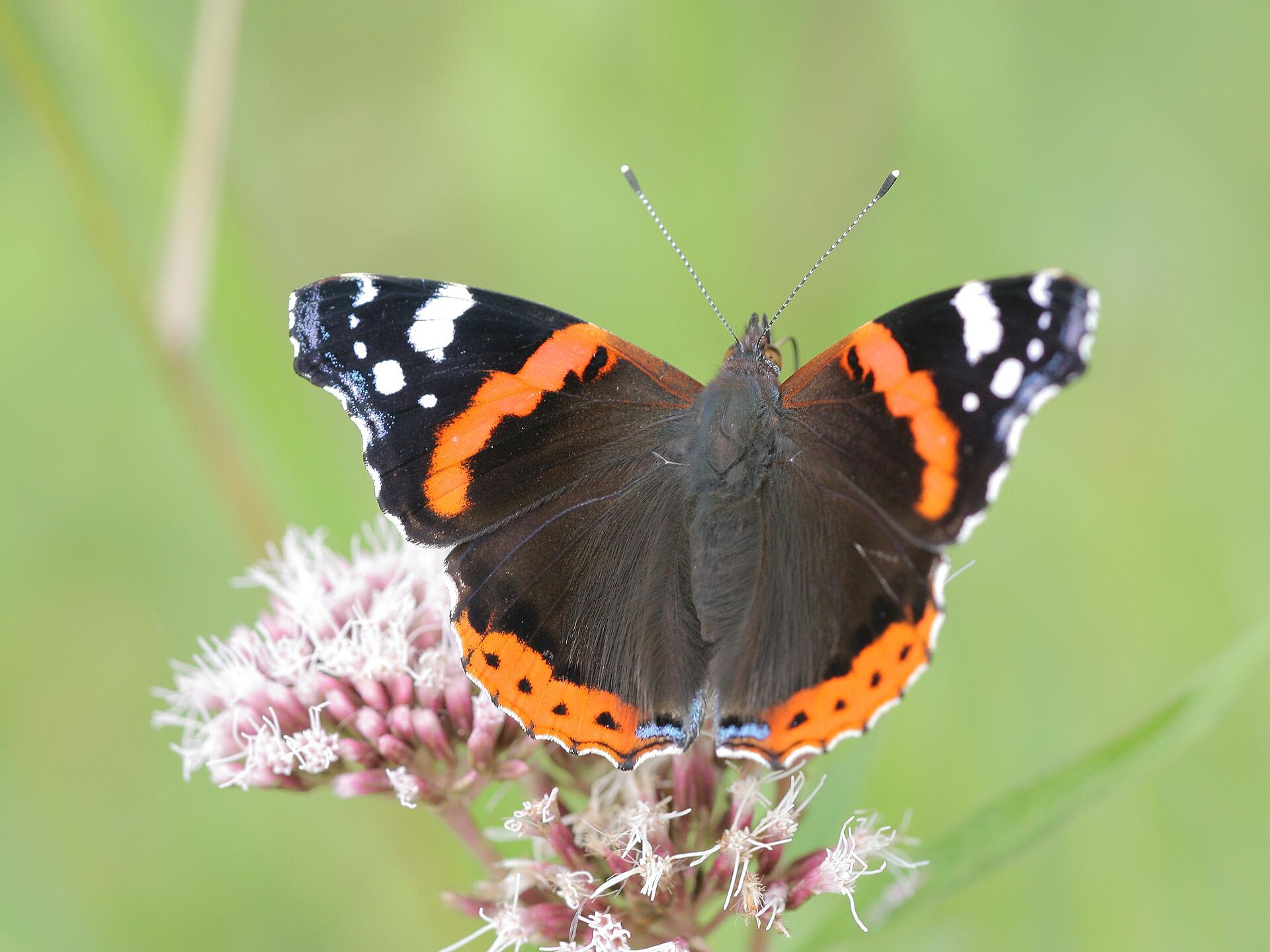 Atalanta (Vanessa atalanta).