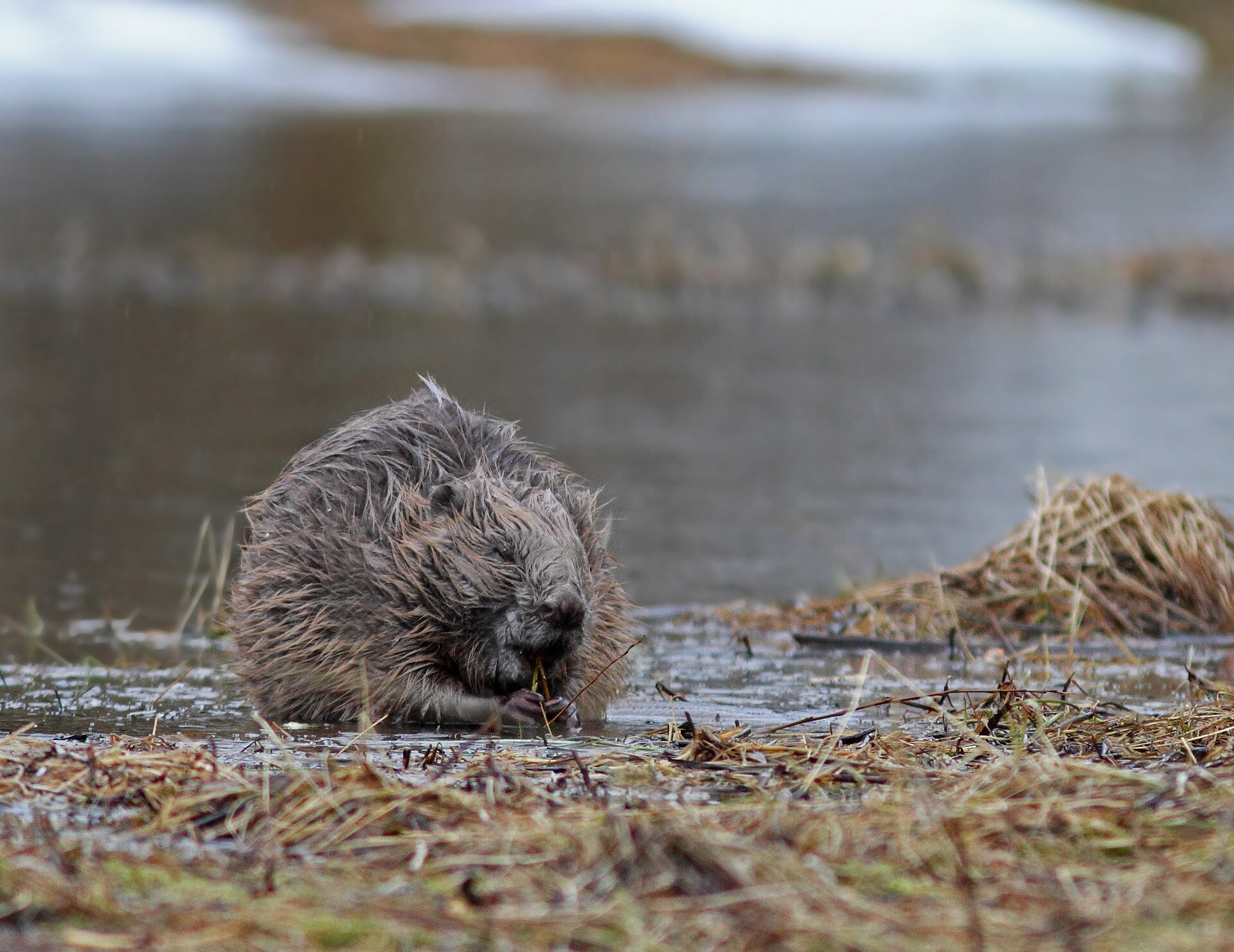 Bever (Castor fiber).