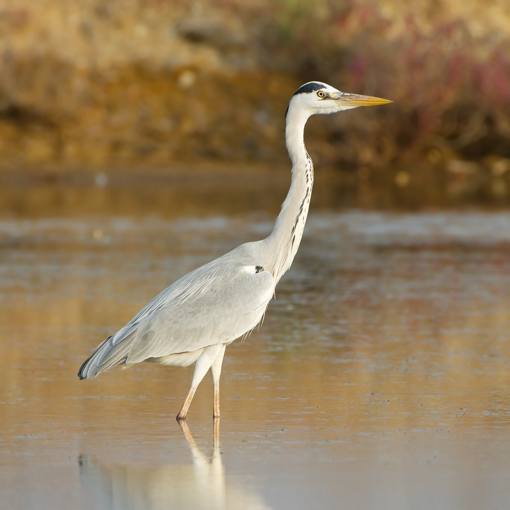 Blauwe reiger in de omgeving van de foto (Ardea cinerea).