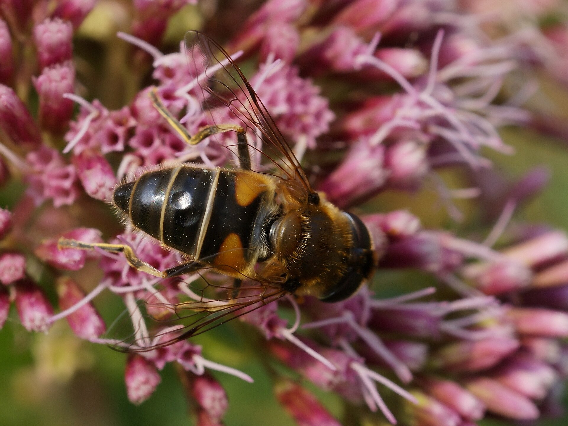 Blinde bij in de omgeving van de foto (Eristalis tenax).