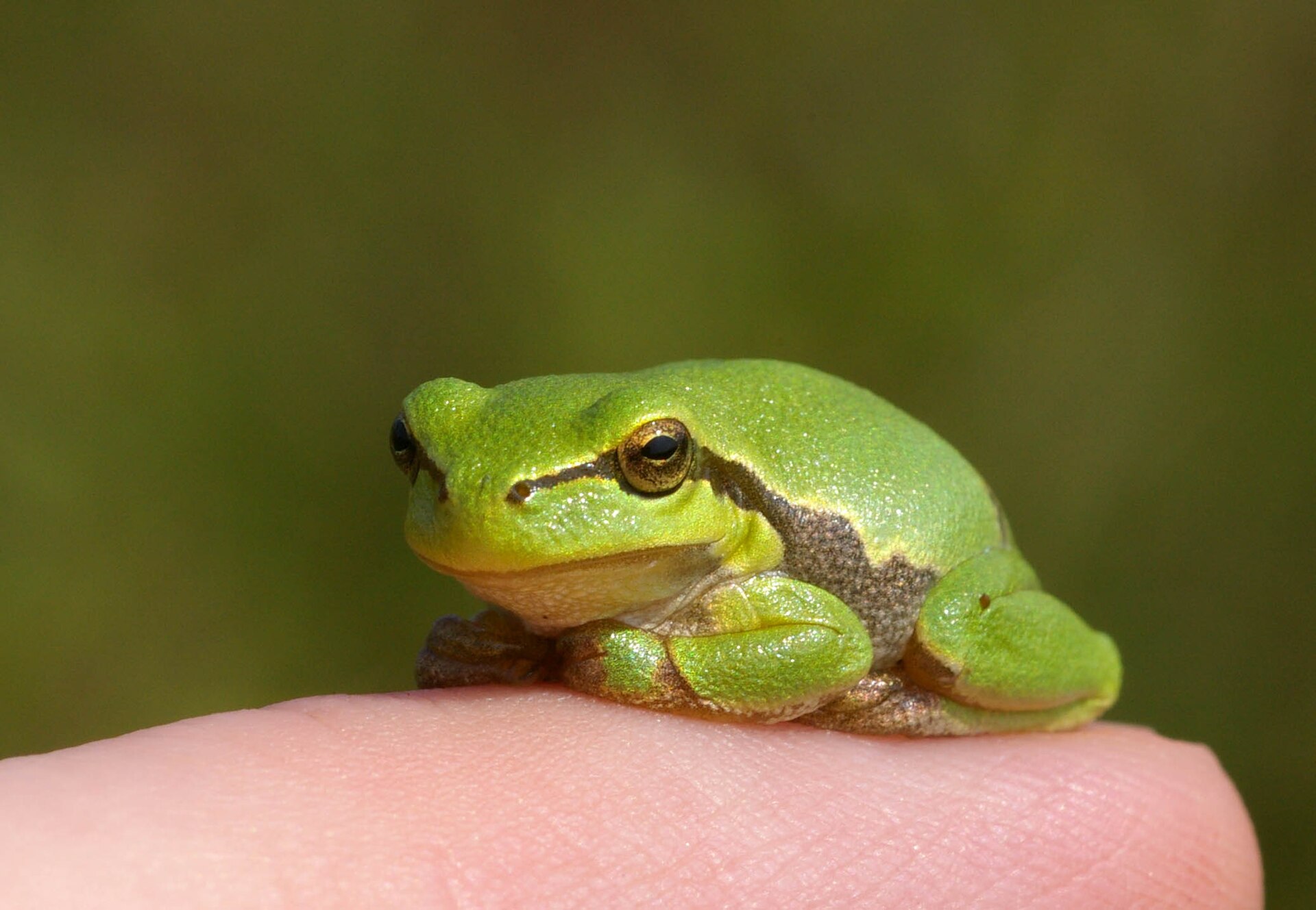 Boomkikker in de omgeving van de foto (Hyla arborea).