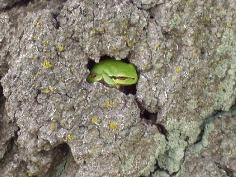 Boomkikker (Hyla arborea).