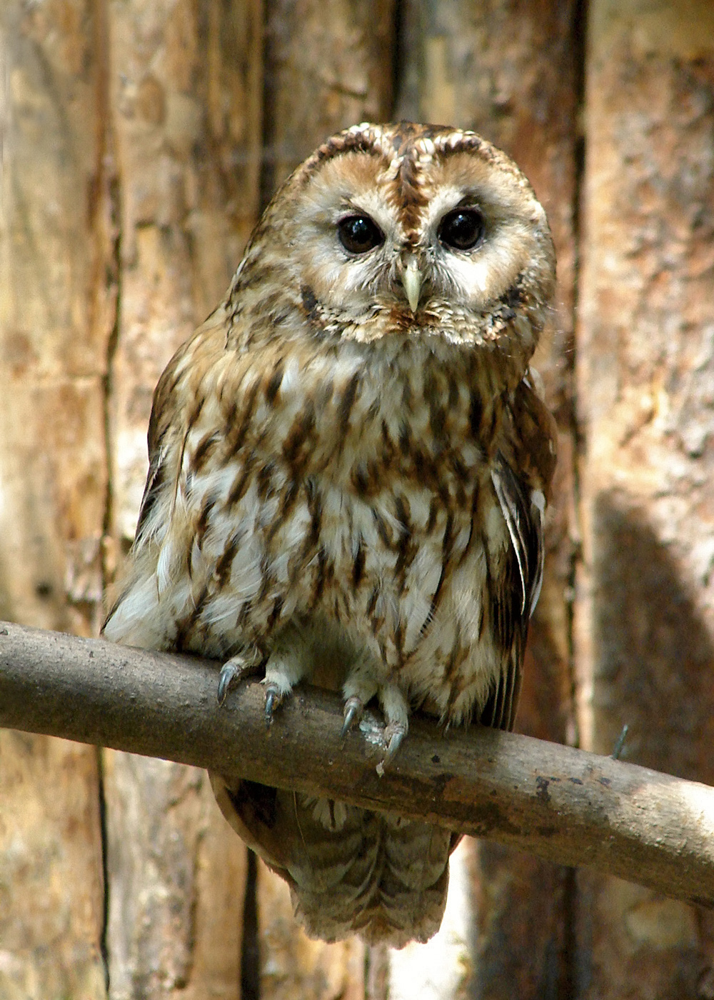 Bosuil in de omgeving van de foto (Strix aluco).
