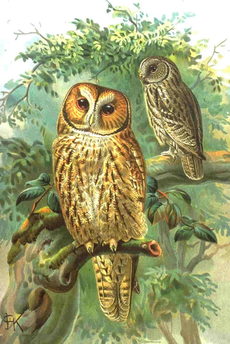Bosuil (Strix aluco).