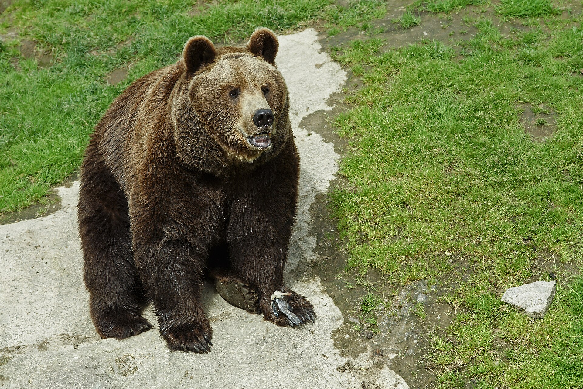 Bruine beer in de omgeving van de foto (Ursus arctos).