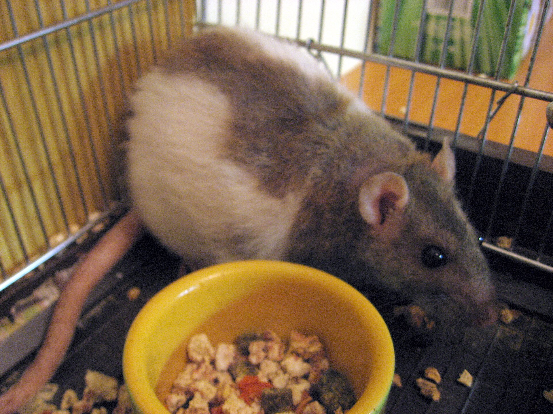 Bruine rat (Rattus norvegicus).