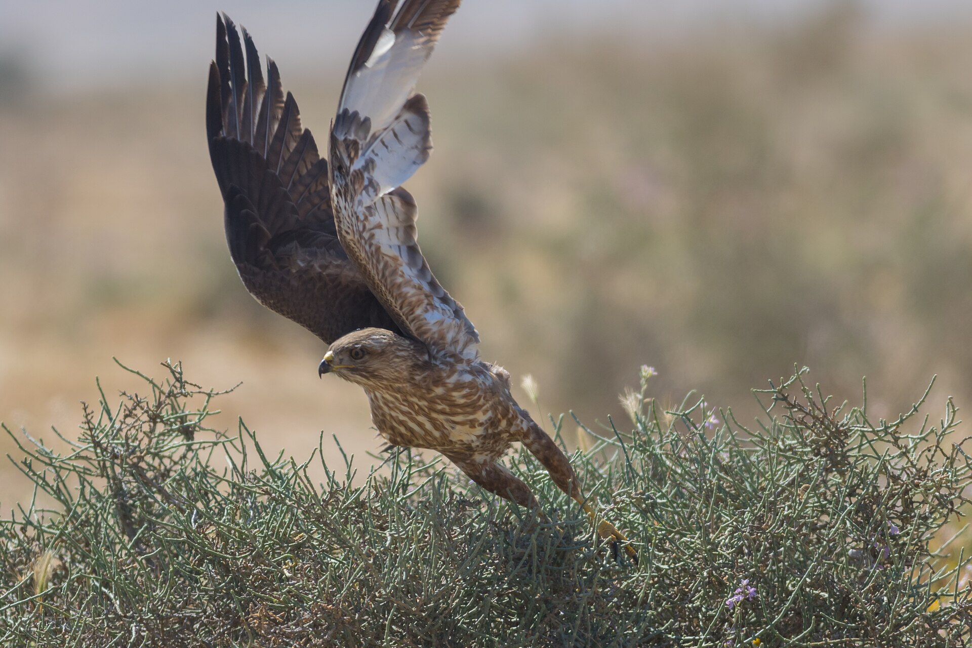 Buizerd in de omgeving van de foto (Buteo buteo).