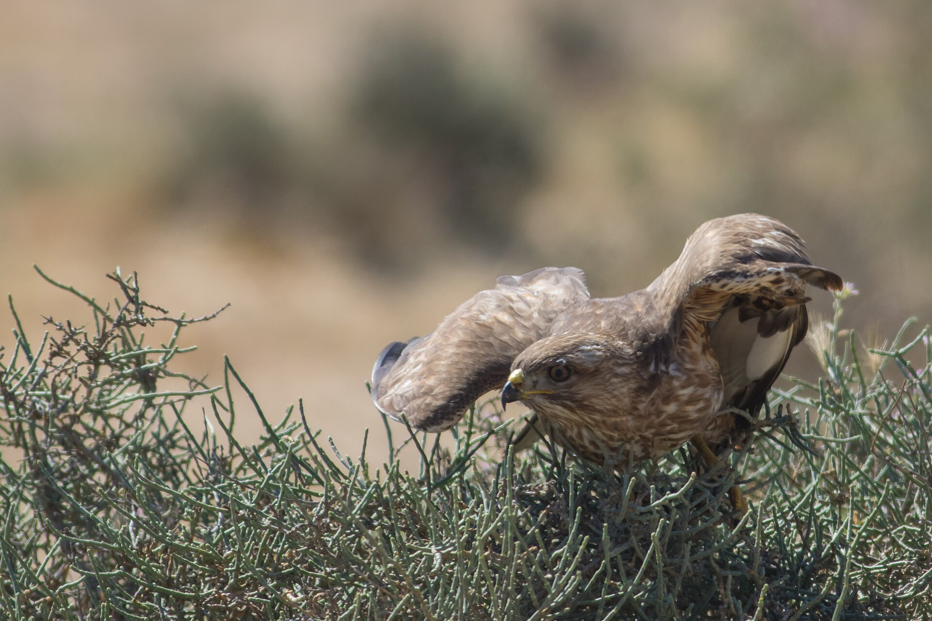 Buizerd (Buteo buteo).