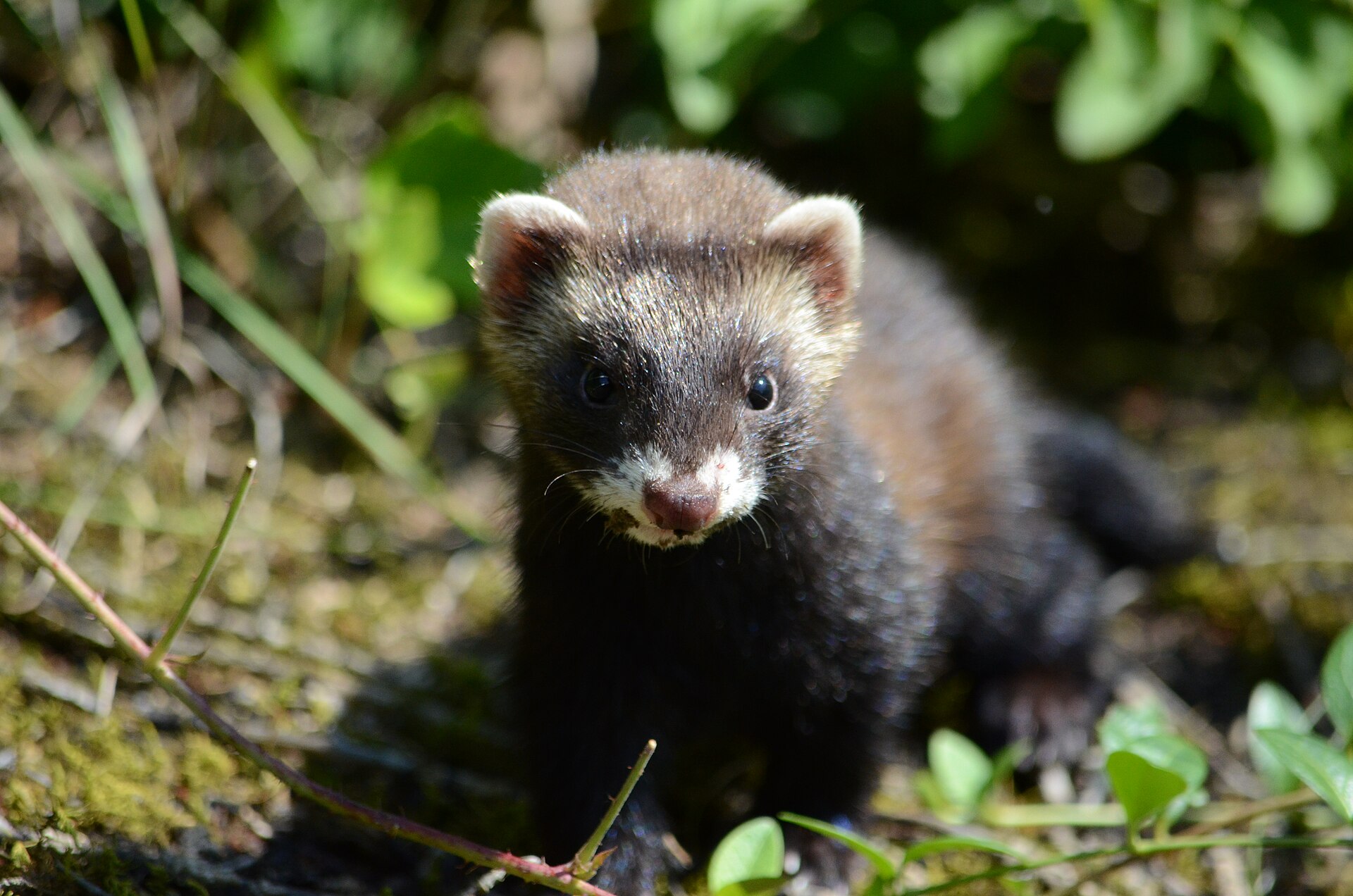 Bunzing (Mustela putorius).