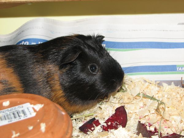 Cavia (Cavia porcellus).