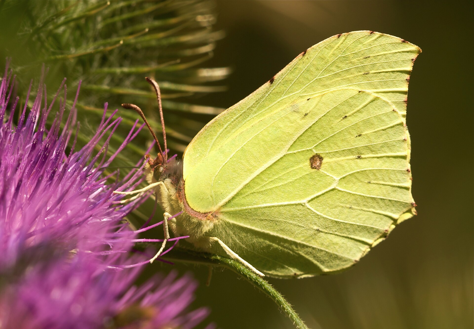 Citroenvlinder in de omgeving van de foto (Gonepteryx rhamni).