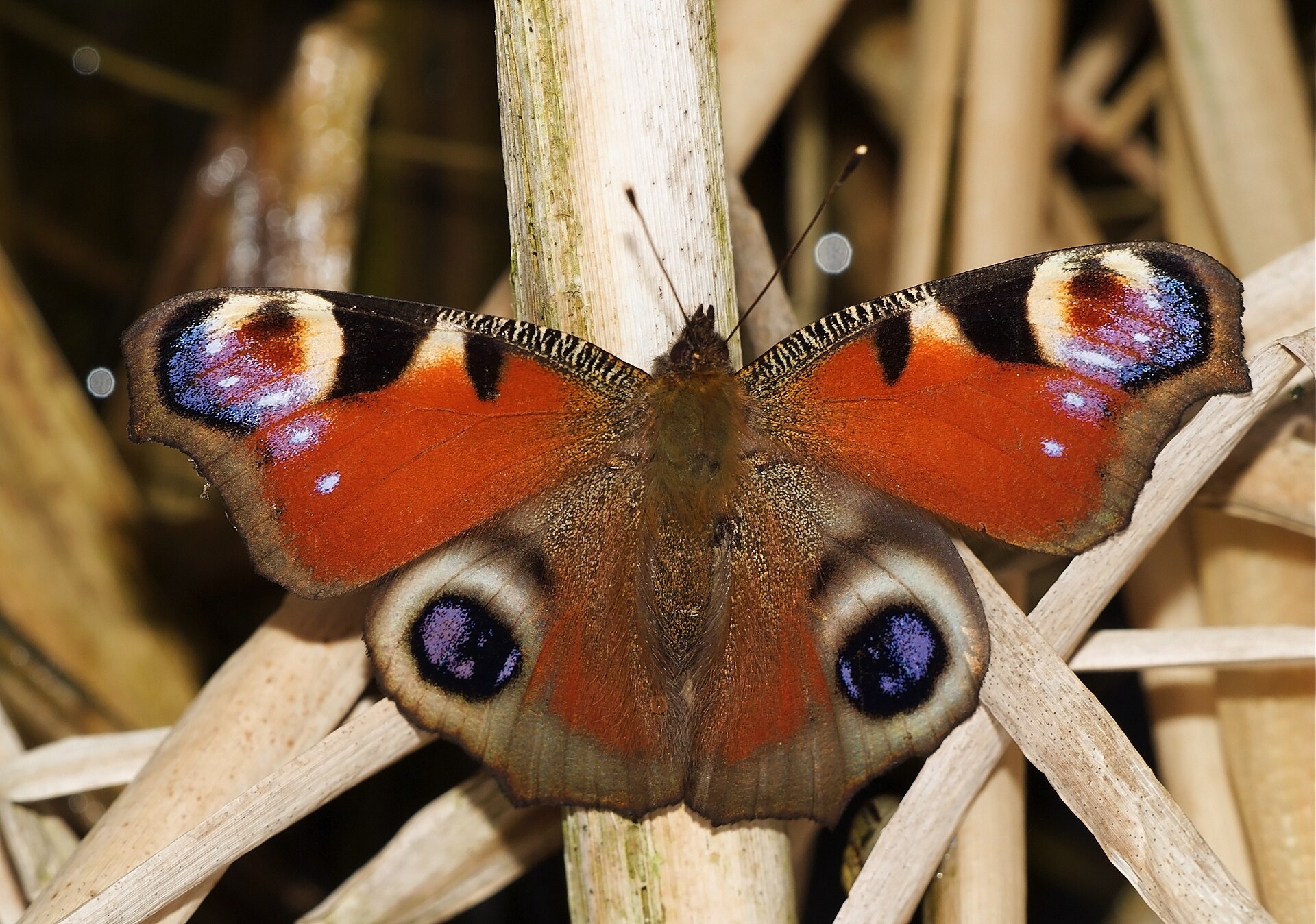 Dagpauwoog in de omgeving van de foto (Aglais io).