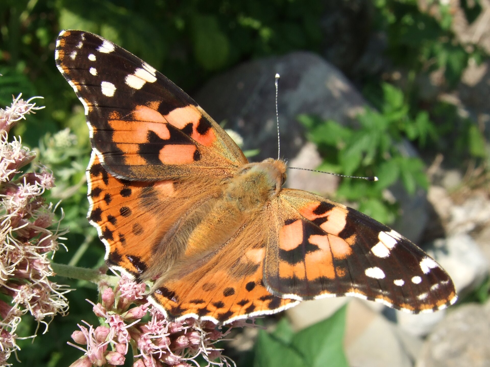 Distelvlinder (Vanessa cardui).