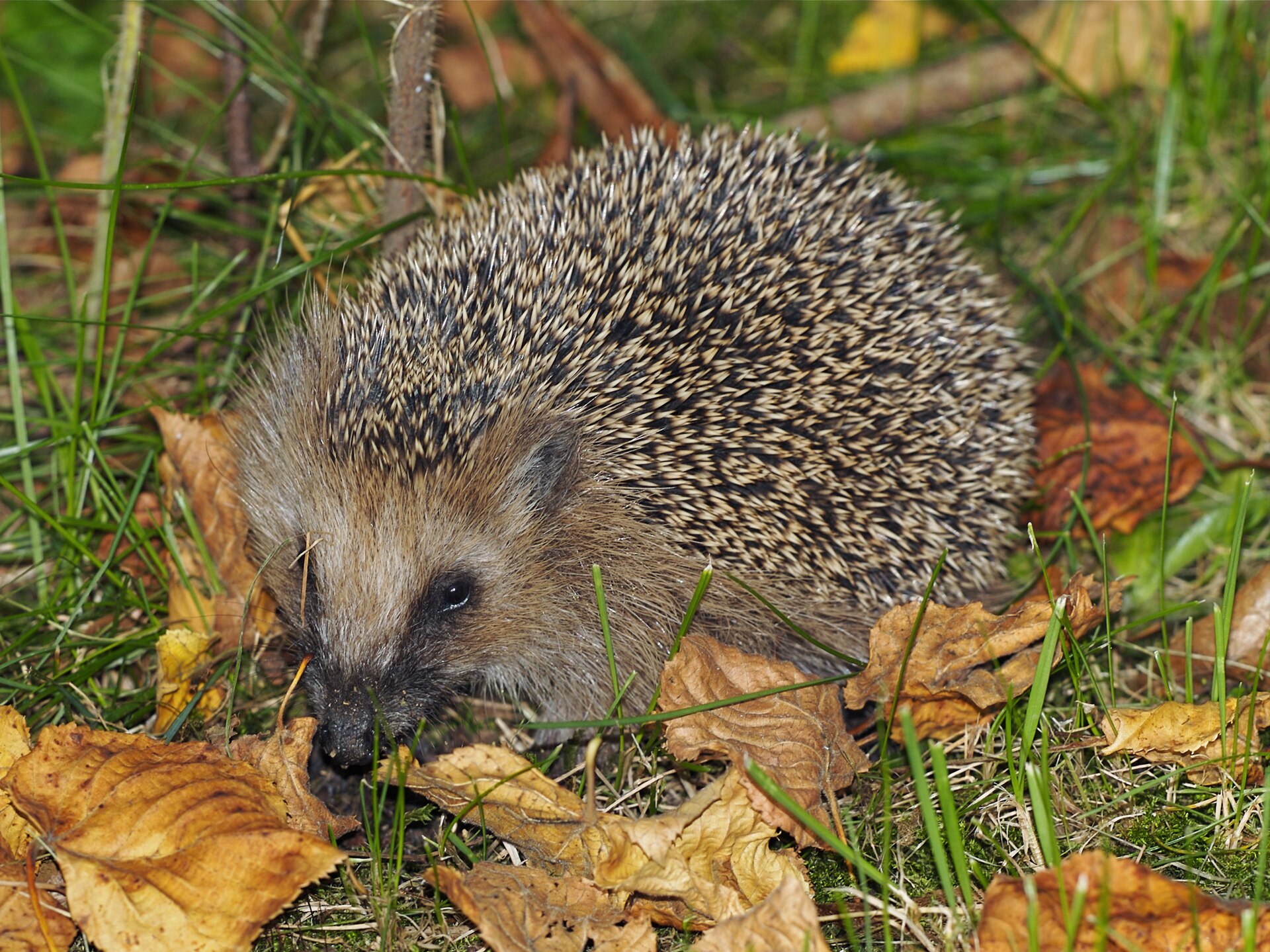 Egel in de omgeving van de foto (Erinaceus europaeus).