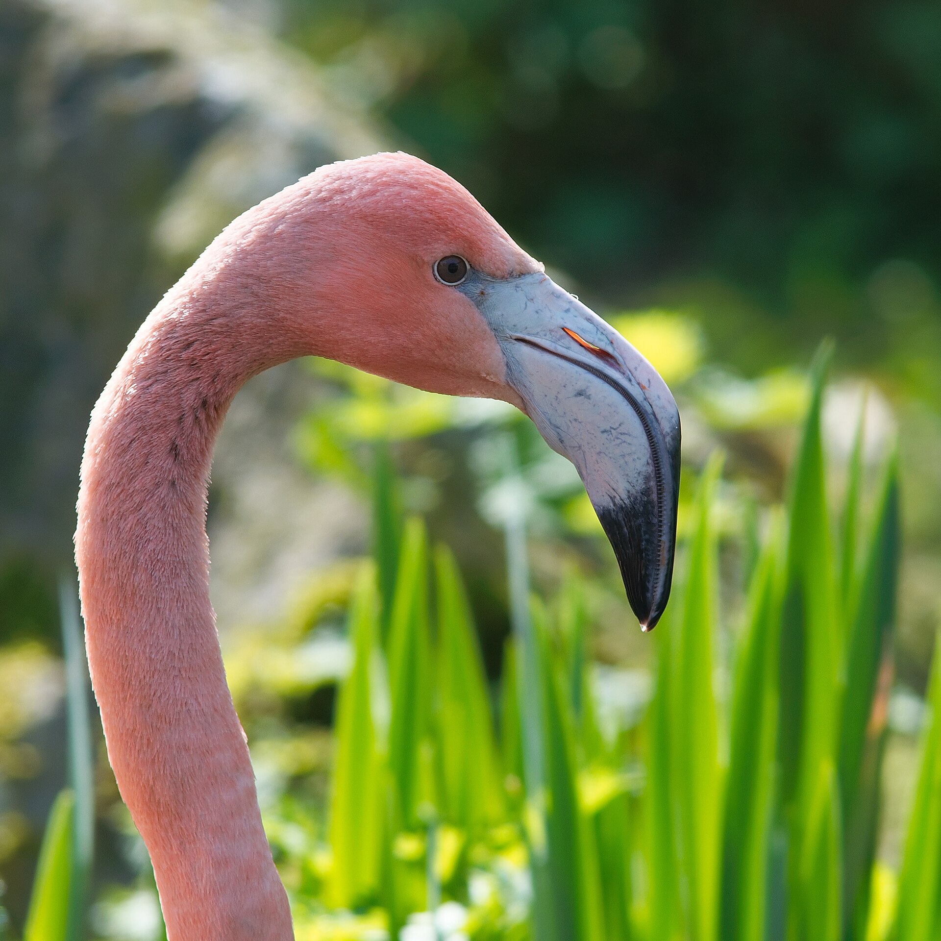 Flamingo (Phoenicopterus roseus).