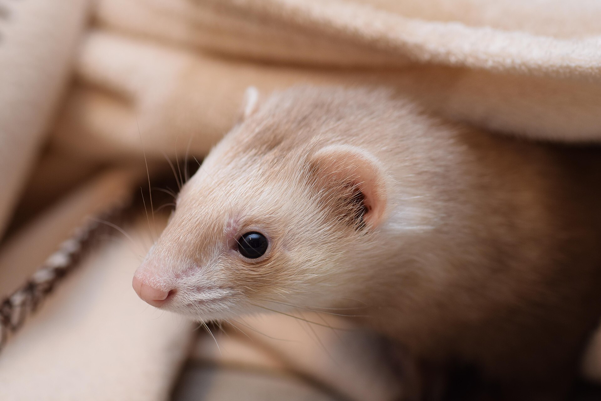 Fret (Mustela putorius furo).