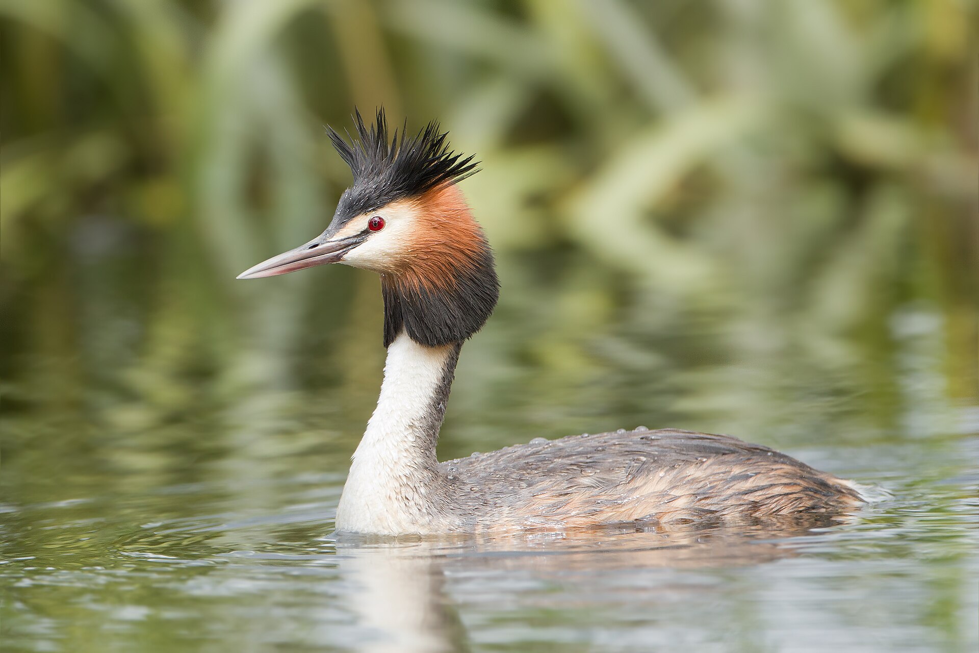 Fuut (Podiceps cristatus).