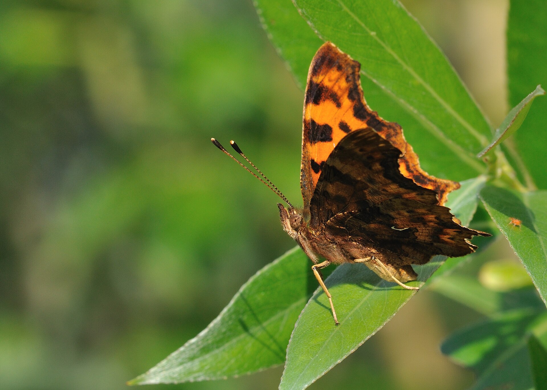 Gehakkelde aurelia in de omgeving van de foto (Polygonia c).