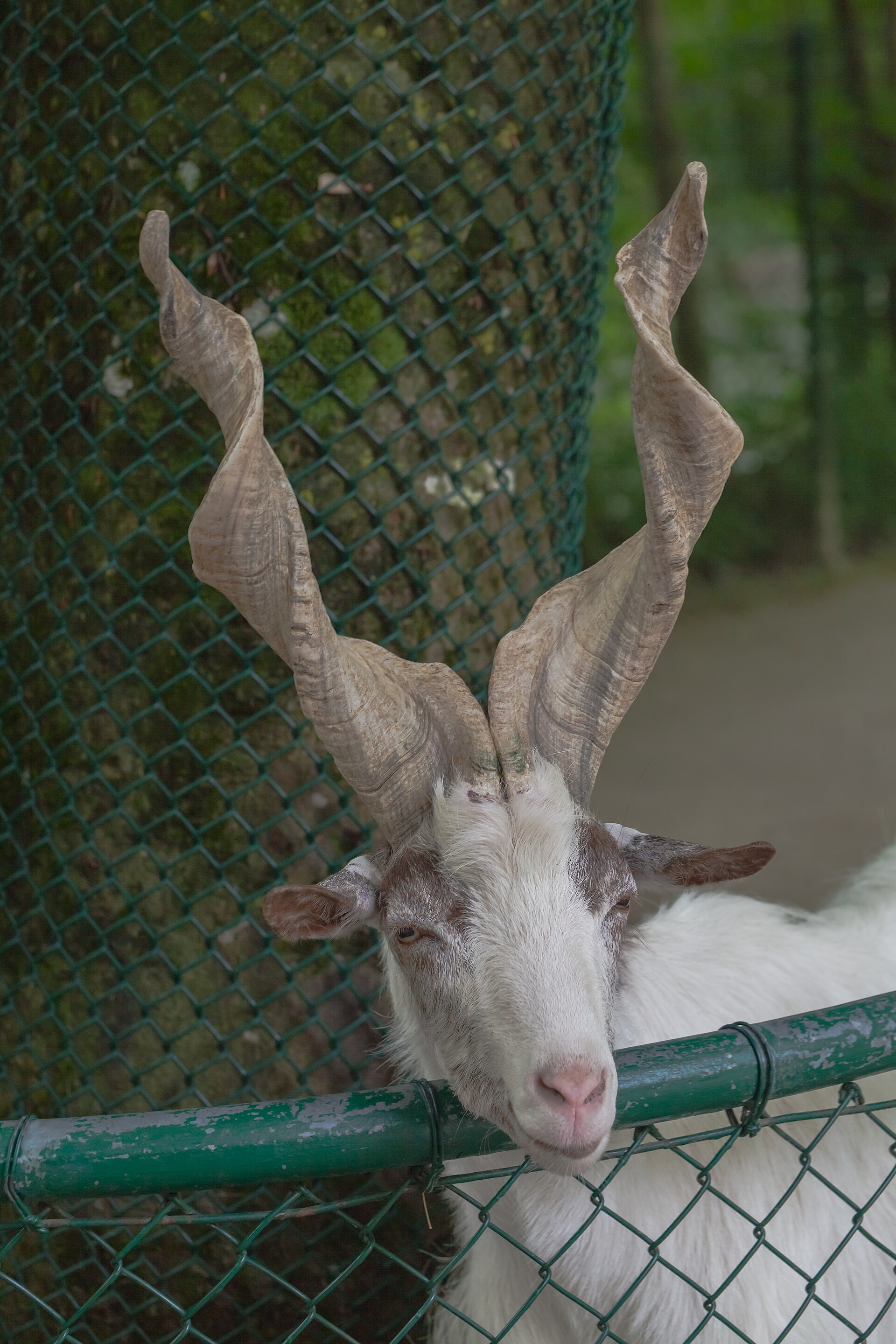 Geit (Capra hircus).
