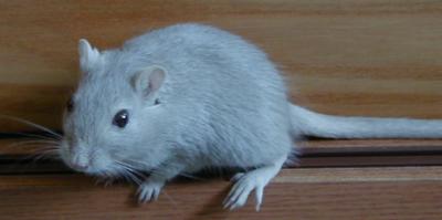 Mongoolse gerbil in de omgeving van de foto (Meriones unguiculatus).