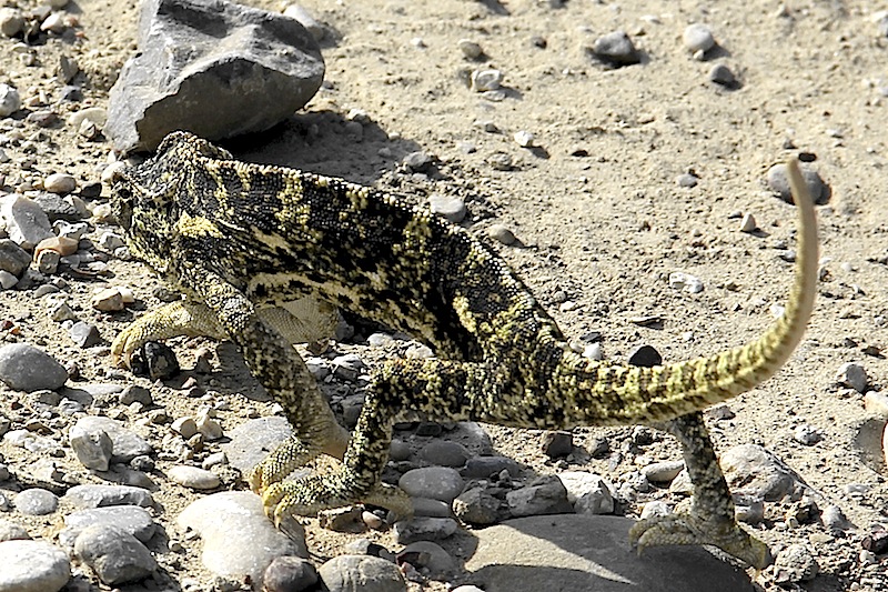 Gewone kameleon in de omgeving van de foto (Chamaeleo chamaeleon).