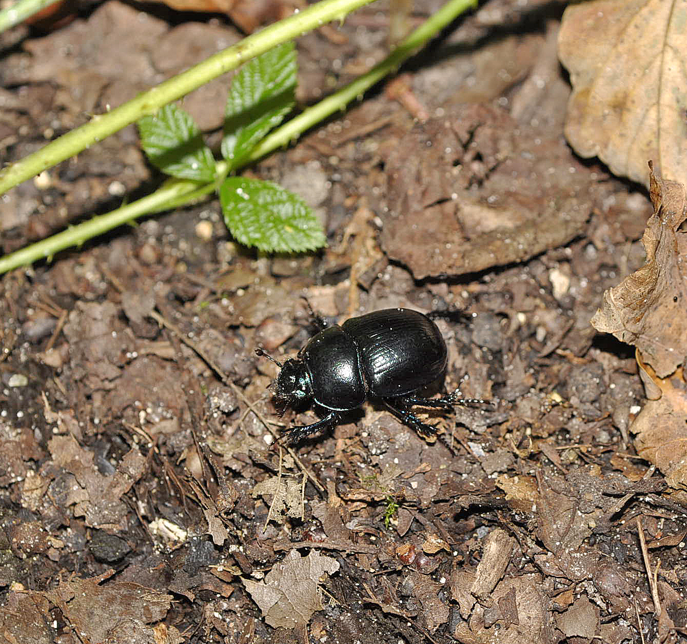 Gewone mestkever in de omgeving van de foto (Geotrupes stercorarius).