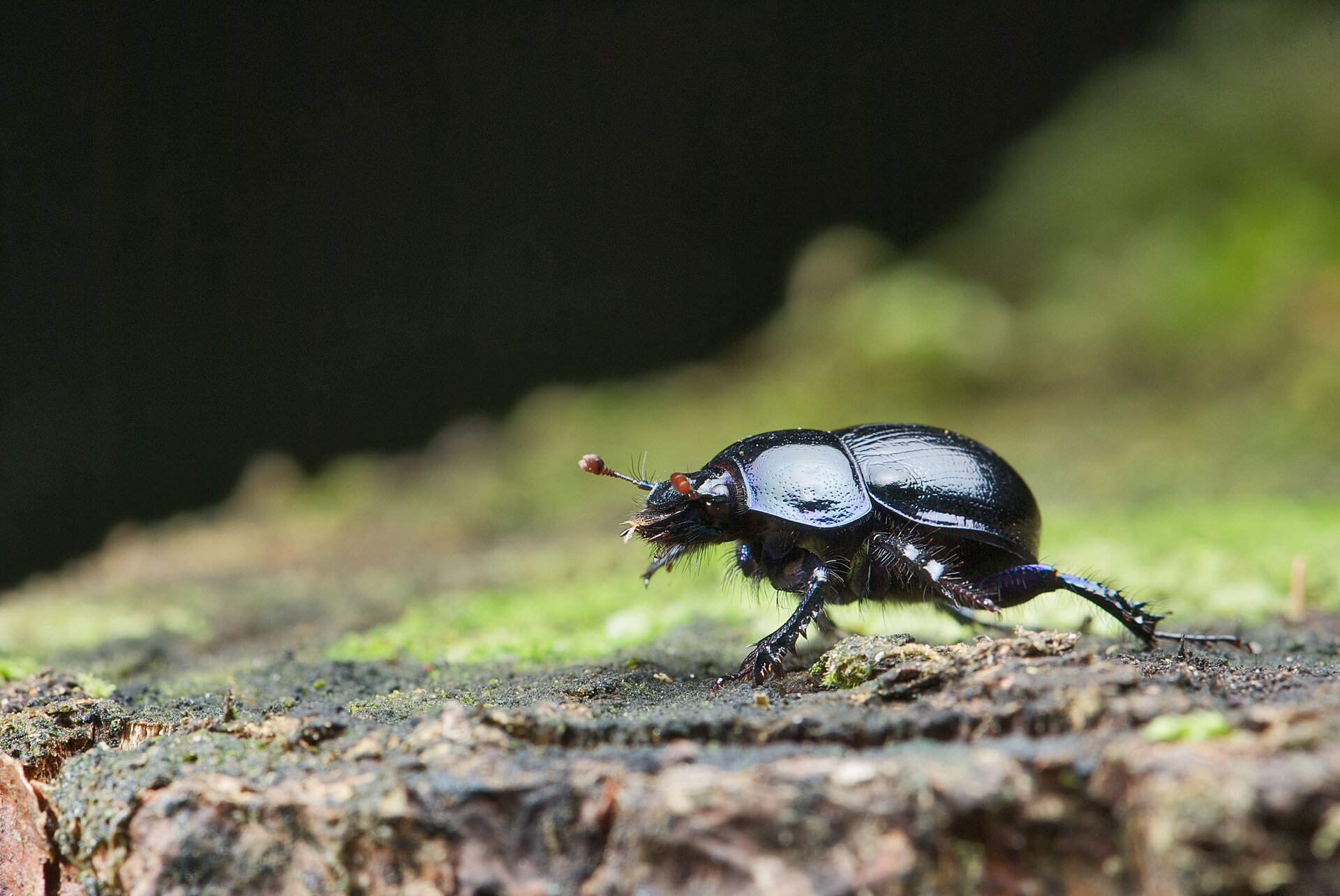 Gewone mestkever (Geotrupes stercorarius).