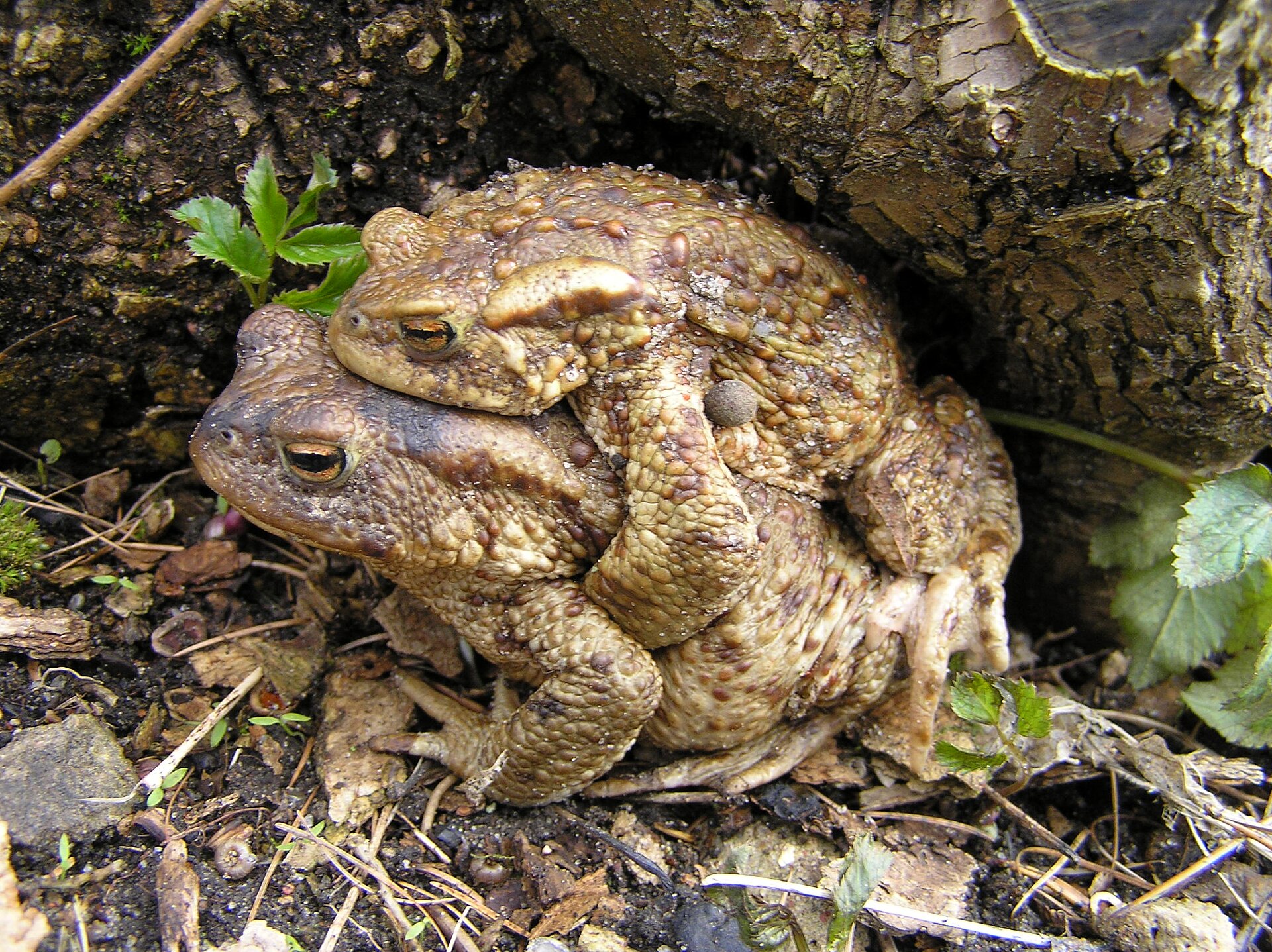 Gewone pad in de omgeving van de foto (Bufo bufo).
