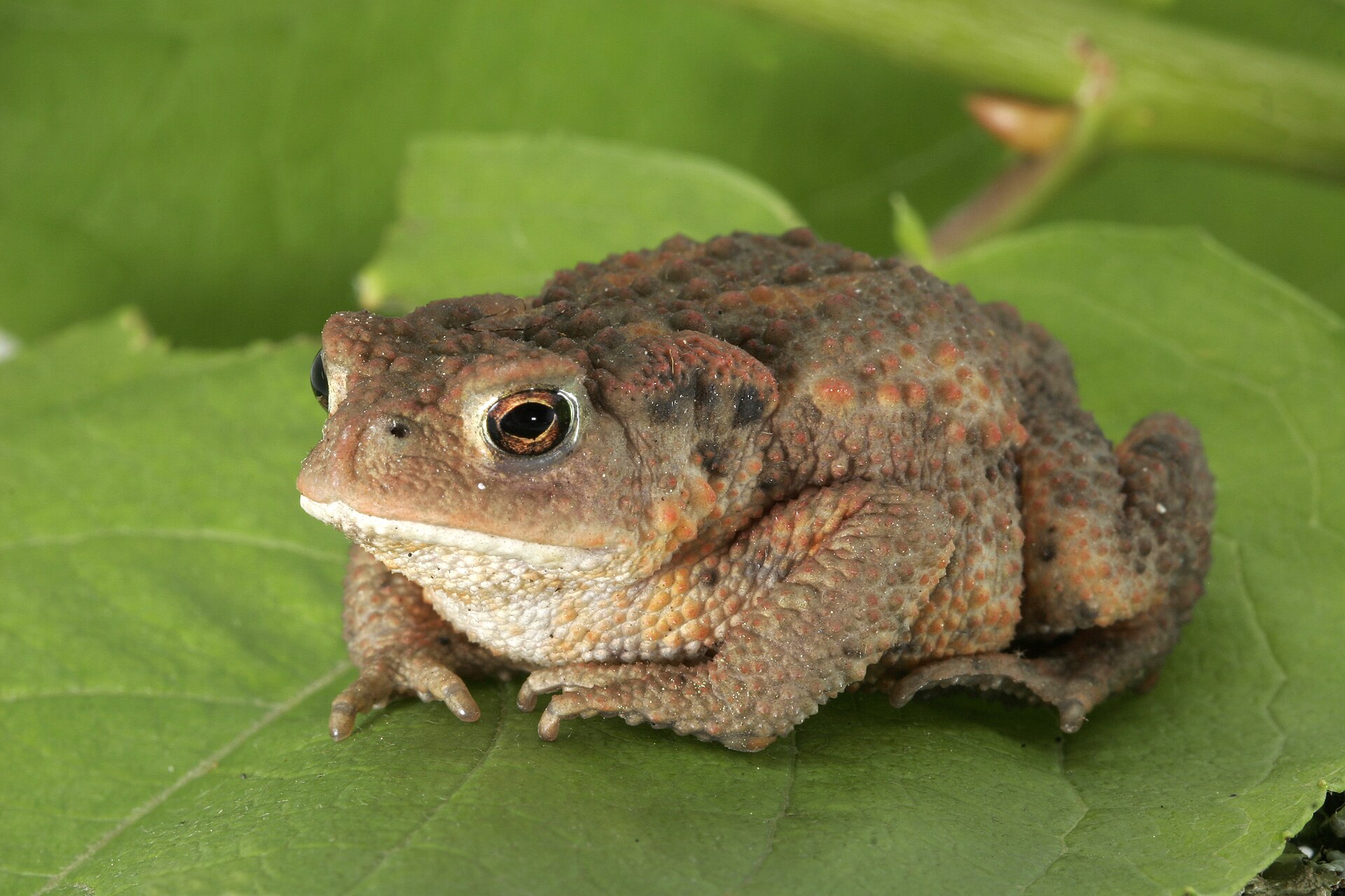 Gewone pad (Bufo bufo).