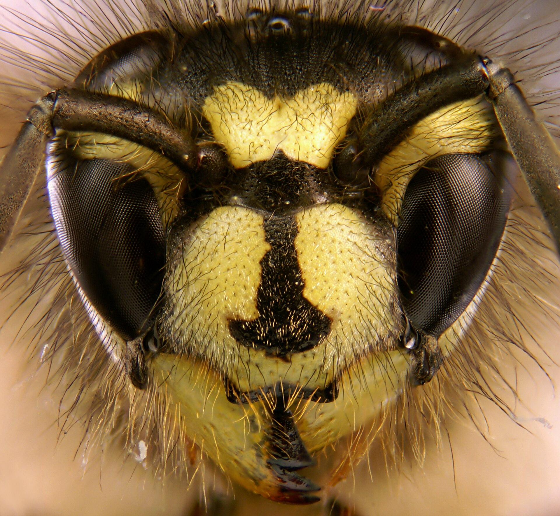 Gewone wesp in de omgeving van de foto (Vespula vulgaris).