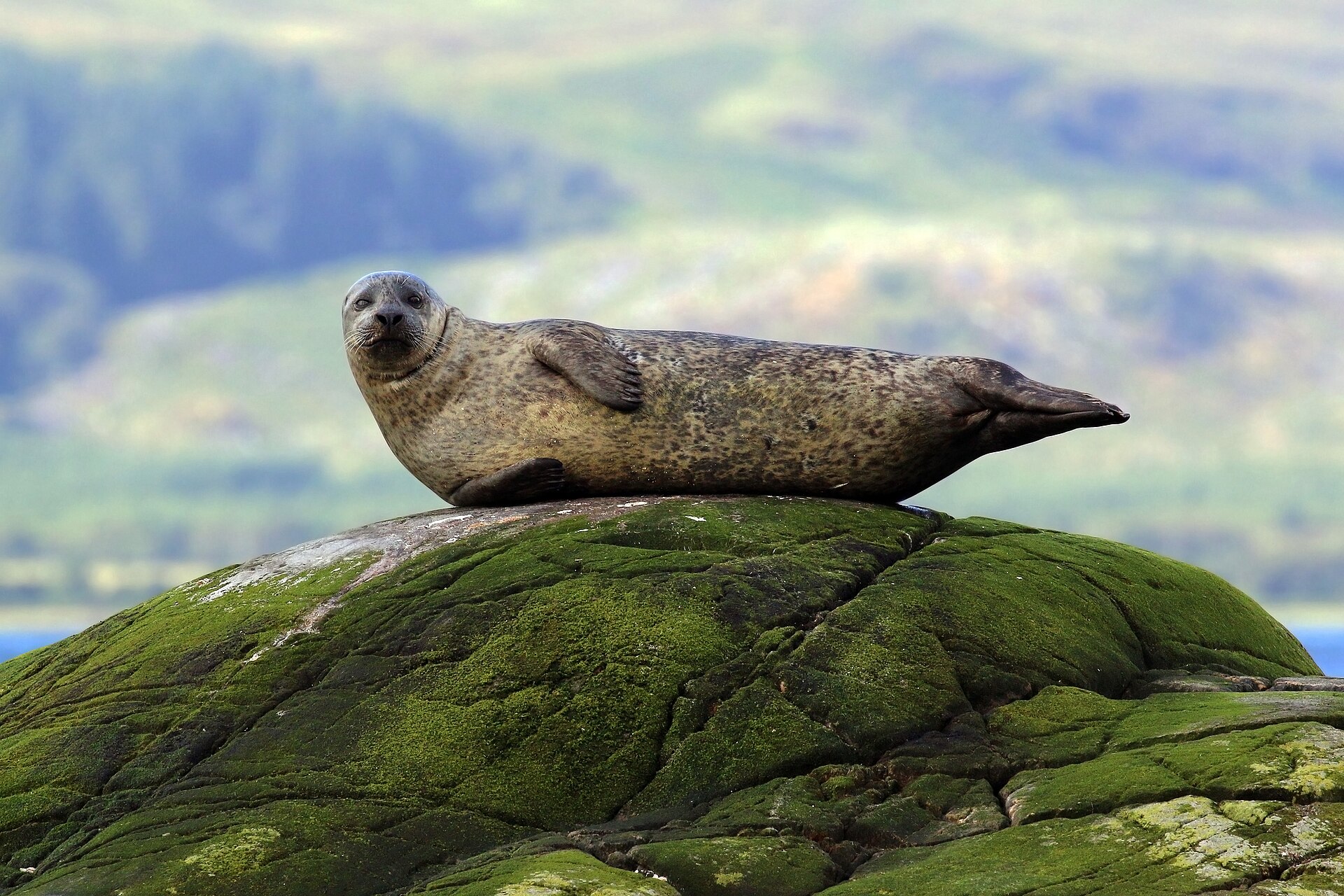 Gewone zeehond in de omgeving van de foto (Phoca vitulina).
