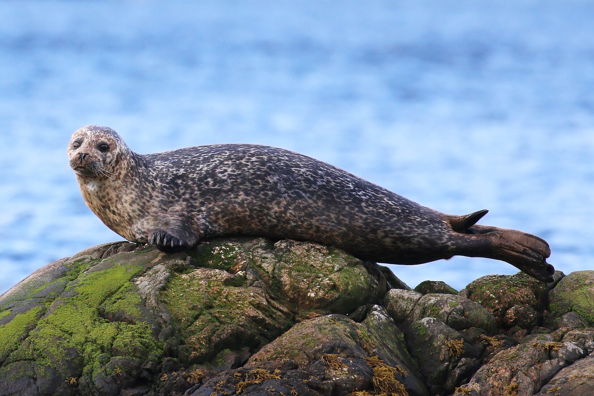 Gewone zeehond (Phoca vitulina).