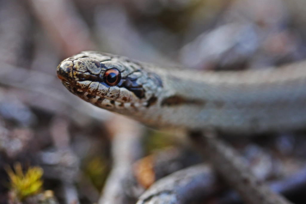 Gladde slang in de omgeving van de foto (Coronella austriaca).