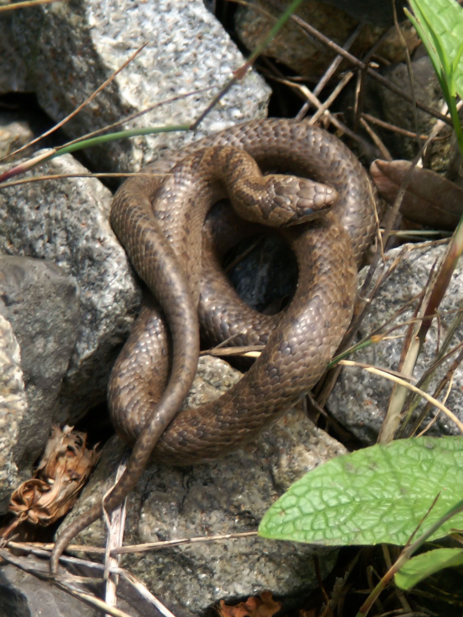 Gladde slang (Coronella austriaca).