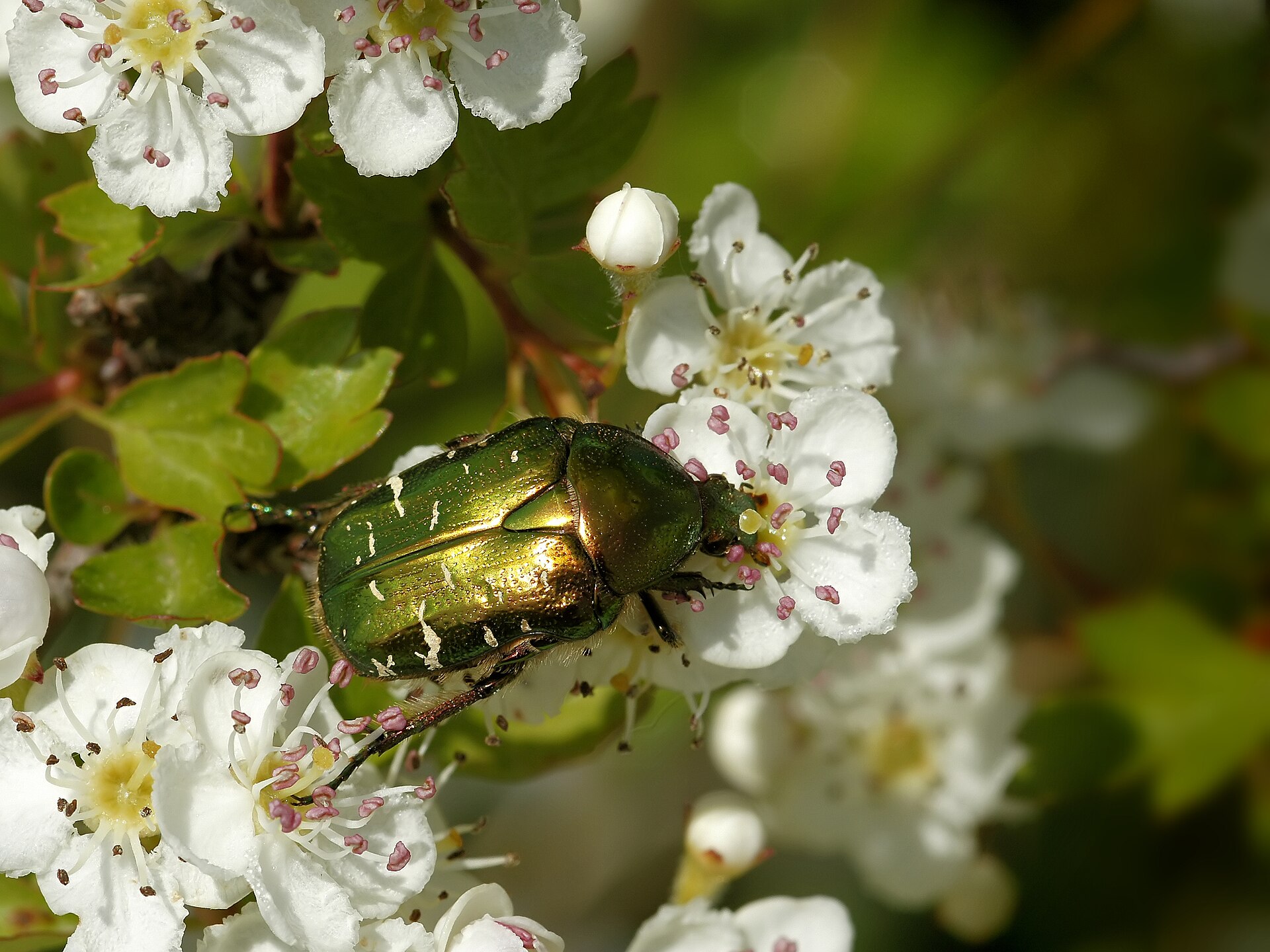 Gouden tor in de omgeving van de foto (Cetonia aurata).