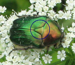 Gouden tor (Cetonia aurata).