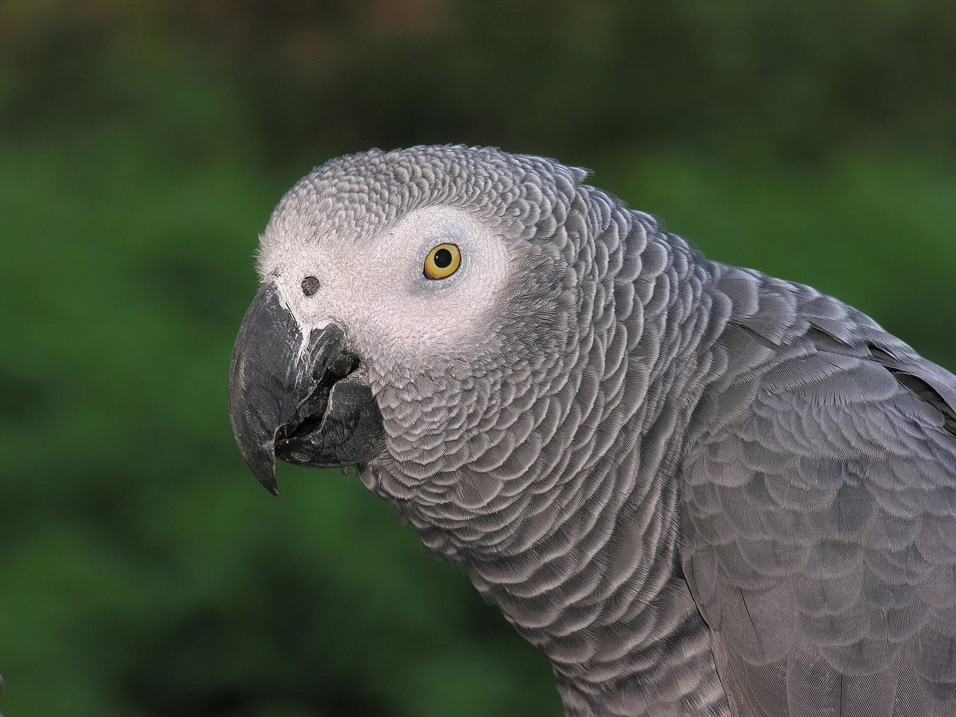 Grijze roodstaart in de omgeving van de foto (Psittacus erithacus).