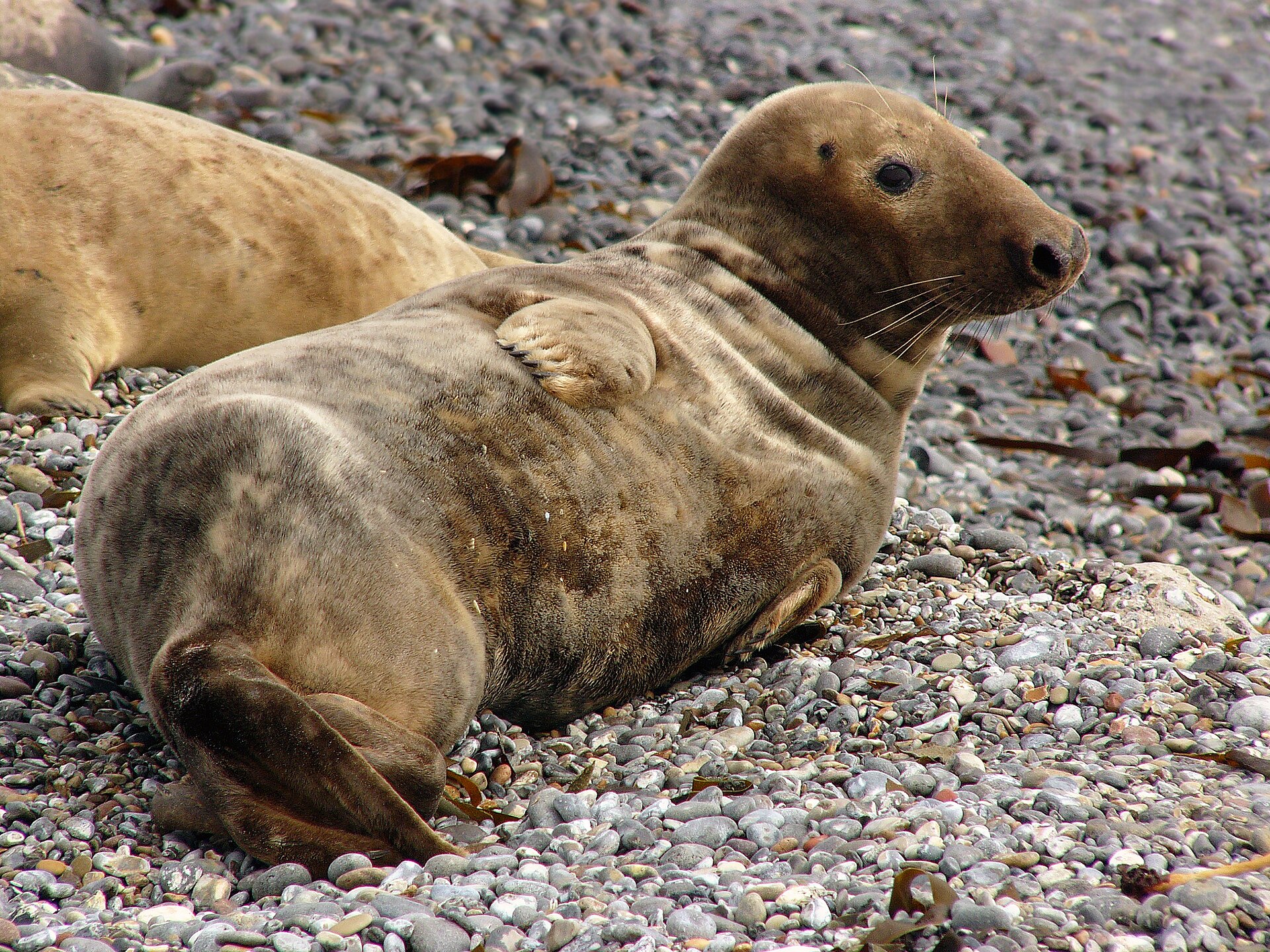 Grijze zeehond in de omgeving van de foto (Halichoerus grypus).