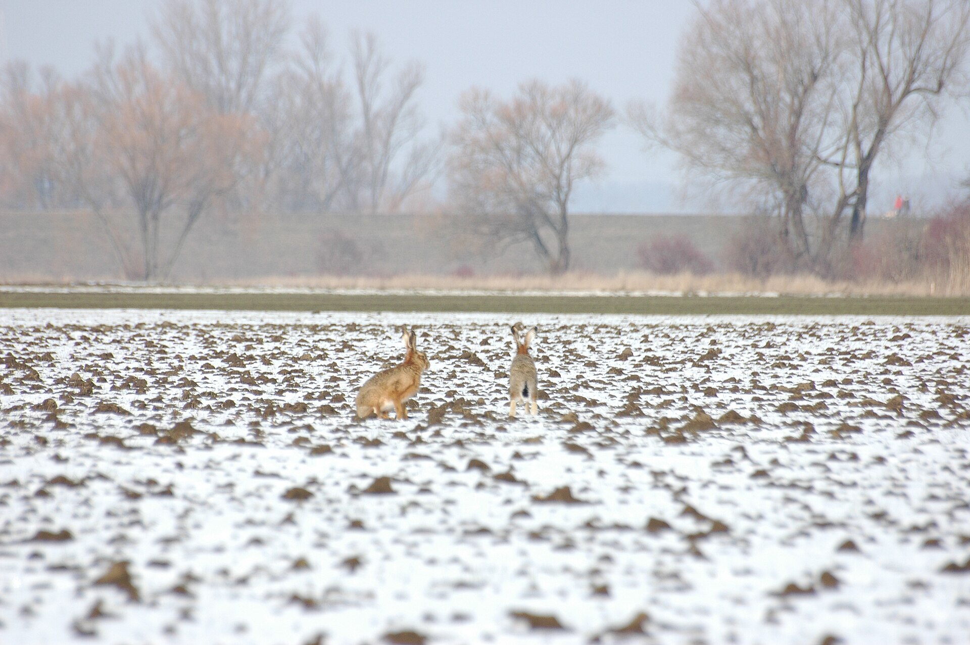 Haas in de omgeving van de foto (Lepus europaeus).