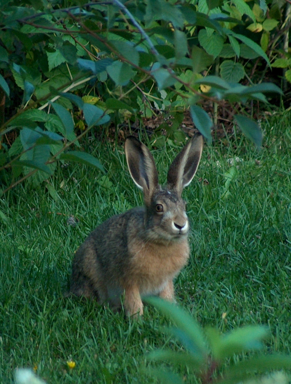 Haas (Lepus europaeus).