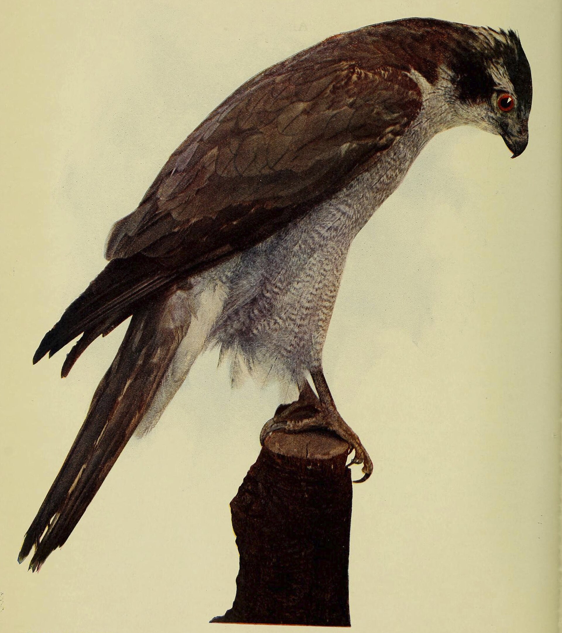 Havik in de omgeving van de foto (Accipiter gentilis).