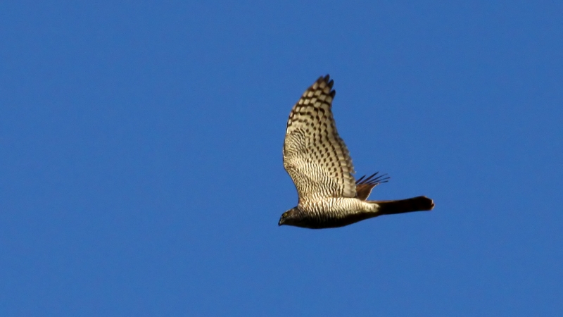 Havik (Accipiter gentilis).