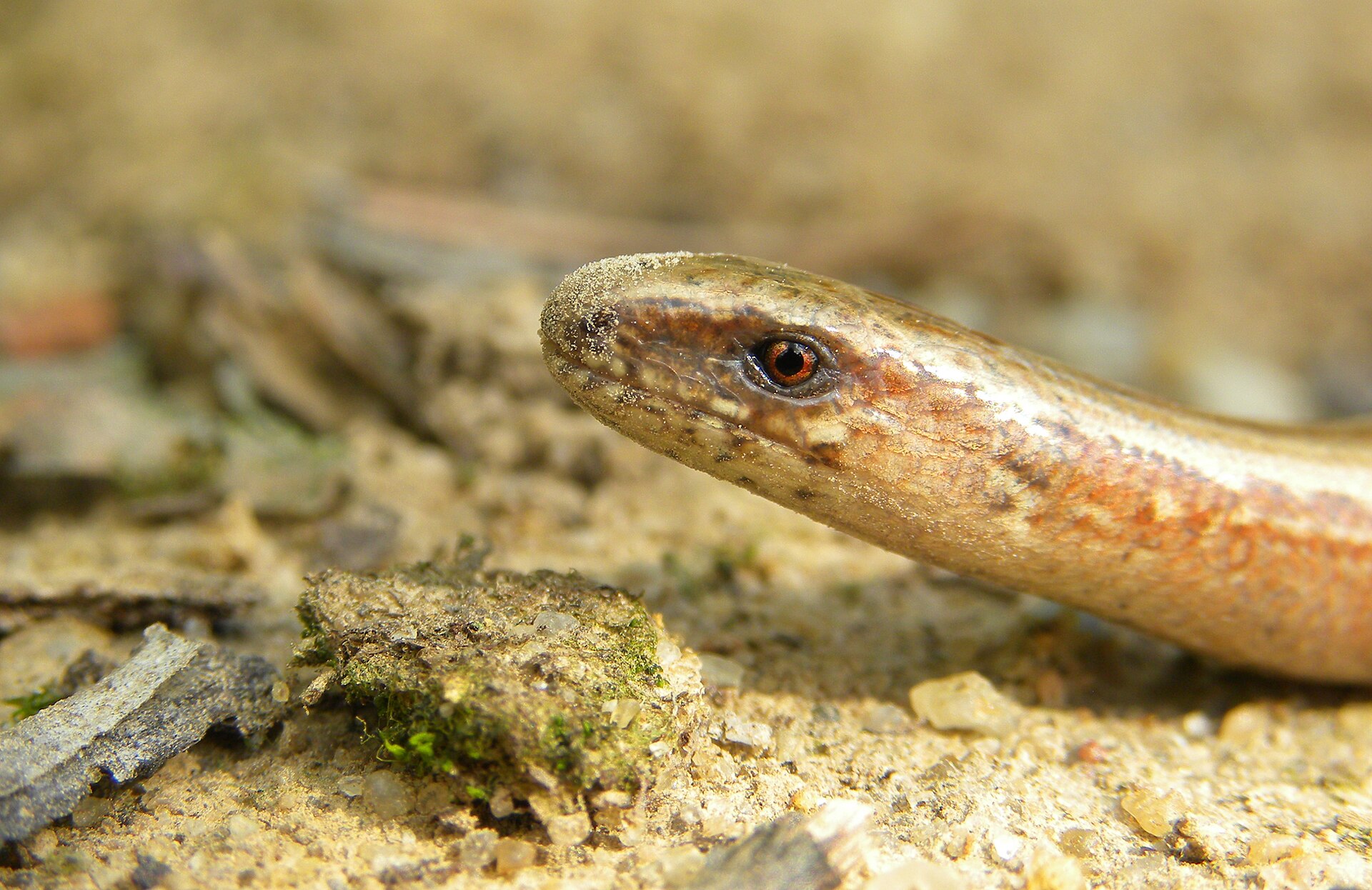 Hazelworm in de omgeving van de foto (Anguis fragilis).