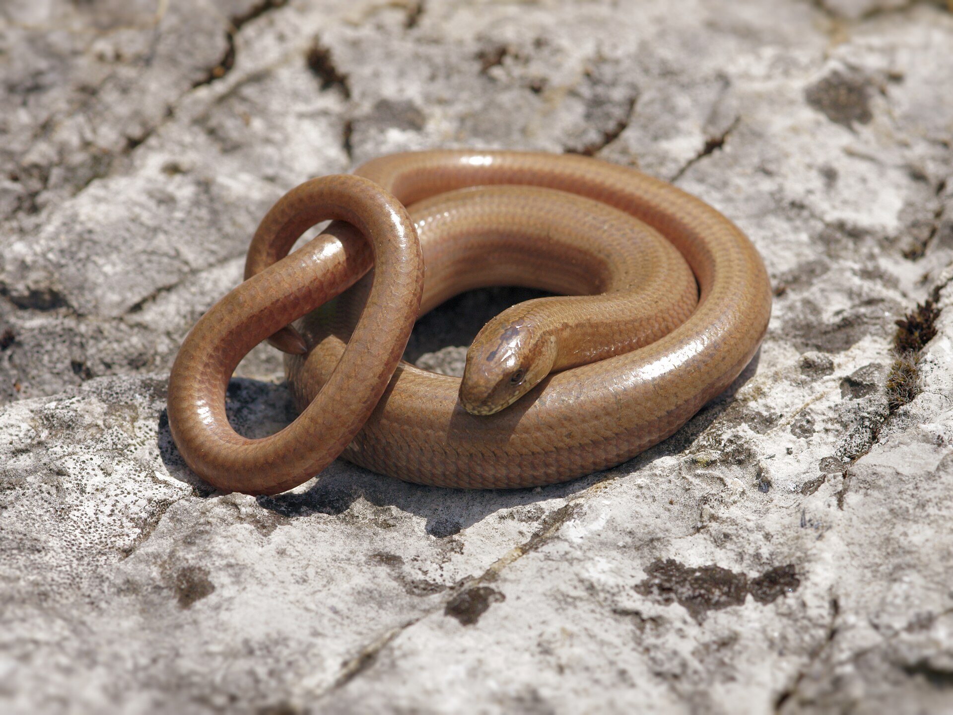 Hazelworm (Anguis fragilis).