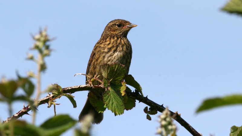 Heggenmus in de omgeving van de foto (Prunella modularis).